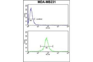 Flow cytometry analysis of MDA-MB231 cells using CD158d / KIR2DL4 Antibody (C-term) Cat. (KIR2DL4/CD158d 抗体  (C-Term))