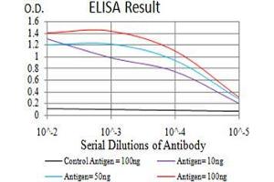 Black line: Control Antigen (100 ng),Purple line: Antigen (10 ng), Blue line: Antigen (50 ng), Red line:Antigen (100 ng) (NEFM 抗体  (AA 779-916))
