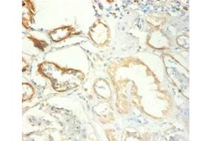 Immunohistochemistry of paraffin-embedded human kidney tissue using ABIN7172712 at dilution of 1:100