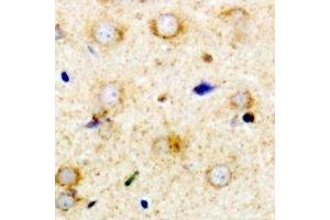 Immunohistochemical analysis of RPS14 staining in mouse brain formalin fixed paraffin embedded tissue section. (RPS14 抗体)