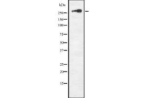 Western blot analysis NF1 using COS7 whole cell lysates (Neurofibromin 1 抗体)