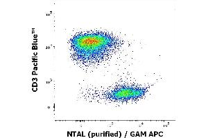 Flow cytometry multicolor intracellular staining of human peripheral whole blood stained using anti-NTAL (NAP-07) purified antibody (concentration in sample 9 μg/mL, GAM APC) and anti-human CD3 (UCHT1) Pacific Blue antibody (20 μL reagent / 100 μL of peripheral whole blood).