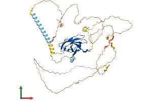 AlphaFold protein structure predicition of Human Recombinant RUNX2 Protein, UniprotID Q13950 (RUNX2 Protein (AA 1-521) (His tag))