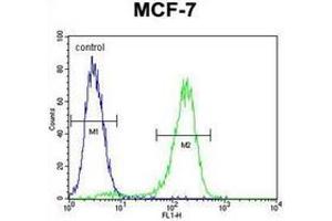 Flow cytometric analysis of MCF-7 cells using RARS Antibody (C-term) Cat.