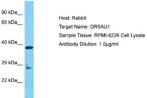 Western Blotting (WB) image for anti-Olfactory Receptor, Family 5, Subfamily AU, Member 1 (OR5AU1) (C-Term) antibody (ABIN2791813)