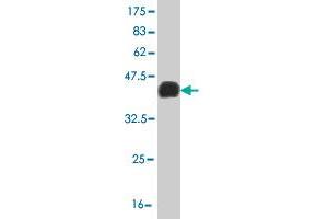 Western Blot detection against Immunogen (36. (LHX4 抗体  (AA 208-306))