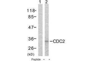Image no. 1 for anti-Cyclin-Dependent Kinase 1 (CDK1) (Thr161) antibody (ABIN197352) (CDK1 抗体  (Thr161))