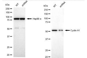 Western blotting analysis using Cyclin A1 antibody (ABIN7798185). (Recombinant Cyclin A1/A2 抗体)