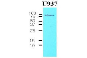 Western Blotting (WB) image for anti-CD44 (CD44) (AA 21-145) antibody (ABIN263995)
