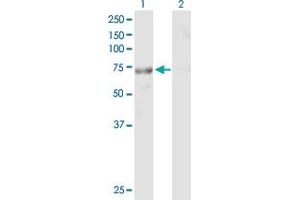 Western Blot analysis of TTC30B expression in transfected 293T cell line by TTC30B MaxPab polyclonal antibody.