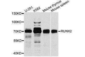 Western blot analysis of extracts of various cell lines, using RUNX2 antibody. (RUNX2 抗体  (AA 242-521))