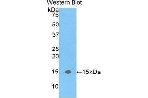 Western Blotting (WB) image for anti-Fatty Acid Binding Protein 5 (Psoriasis-Associated) (FABP5) (AA 2-135) antibody (ABIN1078019) (FABP5 抗体  (AA 2-135))