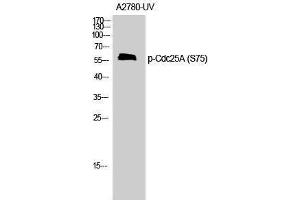 Western Blotting (WB) image for anti-Cell Division Cycle 25 Homolog A (S. Pombe) (CDC25A) (pSer75) antibody (ABIN3181955) (CDC25A 抗体  (pSer75))