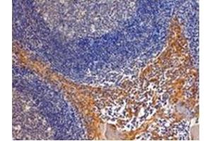 AP31714PU-N IPO8 antibody staining of paraffin embedded Human Tonsil at 4 µg/ml. (Importin 8 抗体  (C-Term))