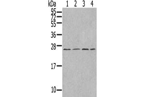 Gel: 12 % SDS-PAGE,Lysate: 40 μg,Lane 1-4: A549 cells, Jurkat cells, A375 cells, HepG2 cells,Primary antibody: ABIN7192977(UBTD1 Antibody) at dilution 1/300 dilution,Secondary antibody: Goat anti rabbit IgG at 1/8000 dilution,Exposure time: 1 minute (UBTD1 抗体)