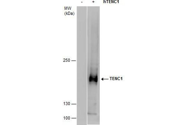 TENC1 抗体  (C-Term)