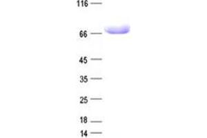 Western Blotting (WB) image for Lymphocyte Antigen 9 (CD229) protein (DYKDDDDK Tag) (ABIN2713520)
