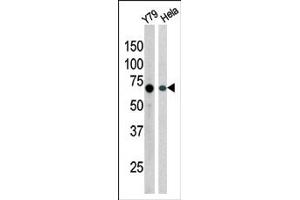 Image no. 1 for anti-RAD9 Homolog A (S. Pombe) (RAD9A) (pSer387) antibody (ABIN358207) (RAD9A 抗体  (pSer387))