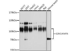 Western blot analysis of extracts of various cell lines, using EZH2/KMT6 antibody (ABIN6133509, ABIN6140393, ABIN6140396 and ABIN6215059) at 1:1000 dilution. (EZH2 抗体  (AA 1-250))