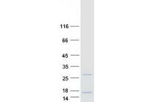 Western Blotting (WB) image for FK506 Binding Protein 1B, 12.6 KDa (FKBP1B) (Transcript Variant 2) protein (Myc-DYKDDDDK Tag) (ABIN2721208)