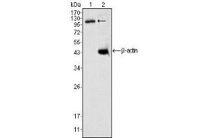 Western Blotting (WB) image for anti-Death-Domain Associated Protein (DAXX) antibody (ABIN1106953) (DAXX 抗体)