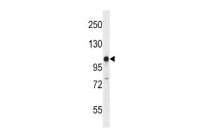 Western Blotting (WB) image for anti-Glutamate Receptor, Ionotropic, Kainate 3 (GRIK3) (AA 70-98), (N-Term) antibody (ABIN657037)