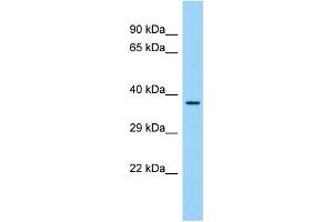Host: Rabbit Target Name: FAM110C Sample Type: Fetal Liver lysates Antibody Dilution: 1. (FAM110C 抗体  (N-Term))