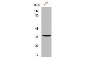 Western Blot analysis of COS7 cells using MRP-L44 Polyclonal Antibody (MRPL44 抗体  (Internal Region))