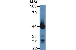 Western blot analysis of Mouse Heart lysate, using Pig TNNT2 Antibody (5 µg/ml) and HRP-conjugated Goat Anti-Rabbit antibody ( (Cardiac Troponin T2 抗体  (AA 56-271))