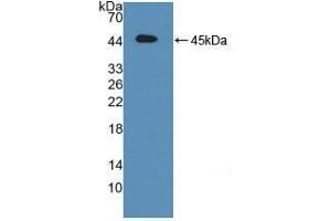 Detection of Recombinant ATF6, Mouse using Polyclonal Antibody to Activating Transcription Factor 6 (ATF6) (ATF6 抗体  (AA 1-377))