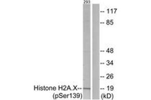 Western blot analysis of extracts from 293 cells treated with heat shock, using Histone H2A. (H2AFX 抗体  (pSer139))