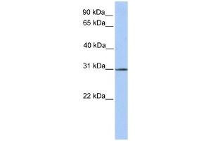 SURF4 antibody used at 1 ug/ml to detect target protein. (Surfeit 4 抗体  (N-Term))