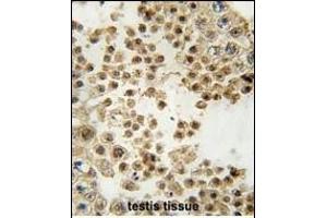 Formalin-fixed and paraffin-embedded human testis tissue reacted with ACE2 (SARS Receptor) Antibody (N-term) (ABIN390045 and ABIN2840582) , which was peroxidase-conjugated to the secondary antibody, followed by DAB staining. (ACE2 抗体  (N-Term))