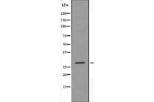 Western blot analysis of extracts from HepG2 cells using 14-3-3 ε antibody.