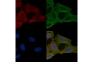 ABIN6261369 and ABIN6269375 staining Hela cells(24h of starvation treatment) by IF/ICC.