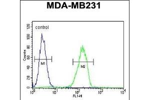 CTSS Antibody (Center) (ABIN391571 and ABIN2841508) flow cytometric analysis of MDA-M cells (right histogram) compared to a negative control cell (left histogram). (Cathepsin S 抗体  (AA 210-240))