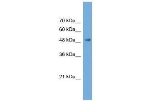 Western Blot showing NPTX2 antibody used at a concentration of 1-2 ug/ml to detect its target protein. (NPTX2 抗体  (N-Term))