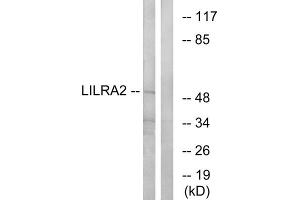 Western blot analysis of extracts from HepG2 cells, using LILRA2 antibody. (LILRA2 抗体  (Internal Region))
