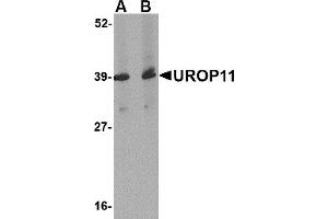 Western Blotting (WB) image for anti-Amyloid beta (A4) Precursor Protein-Binding, Family A, Member 1 (APBA1) (Middle Region) antibody (ABIN1031157) (APBA1 抗体  (Middle Region))