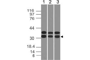Image no. 1 for anti-Caspase 3 (CASP3) antibody (ABIN5027753) (Caspase 3 抗体)