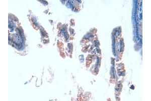 DAB staining on IHC-P; Samples: Mouse Intestine Tissue (TUBE1 抗体  (AA 236-473))