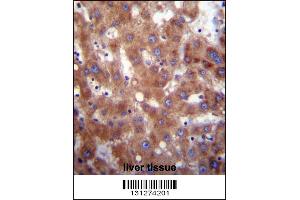 HSD17B4 Antibody immunohistochemistry analysis in formalin fixed and paraffin embedded human liver tissue followed by peroxidase conjugation of the secondary antibody and DAB staining.
