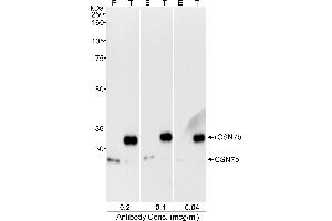 Western Blotting (WB) image for anti-COP9 Signalosome Complex Subunit 7b (COPS7B) (C-Term) antibody (ABIN7449165) (COPS7B 抗体  (C-Term))