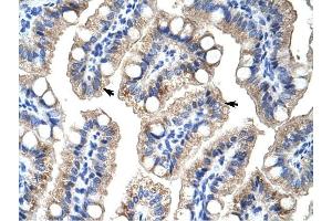 ZNF785 antibody was used for immunohistochemistry at a concentration of 4-8 ug/ml to stain Epithelial cells of intestinal villus (arrows) in Human intestine. (ZNF785 抗体  (C-Term))