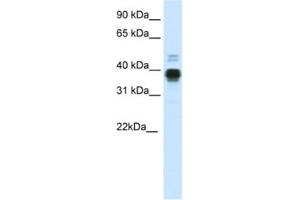 Western Blotting (WB) image for anti-Homeobox A11 (HOXA11) antibody (ABIN2461468) (Homeobox A11 抗体)