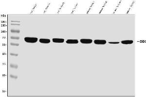 Western blot analysis of EHD3 using anti-EHD3 antibody (ABIN7602777). (EHD3 抗体  (C-Term))