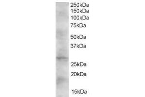 Image no. 1 for anti-Dickkopf 2 Homolog (DKK2) (AA 245-259) antibody (ABIN296914) (DKK2 抗体  (AA 245-259))