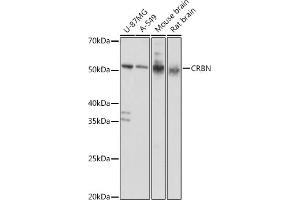 Western blot analysis of extracts of various cell lines, using CRBN antibody (ABIN6130985, ABIN6139005, ABIN6139006 and ABIN6220743) at 1:1000 dilution. (CRBN 抗体  (AA 1-280))