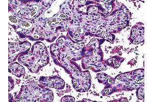 Anti-ENOS antibody IHC of human placenta. (ENOS 抗体  (AA 1181-1194))