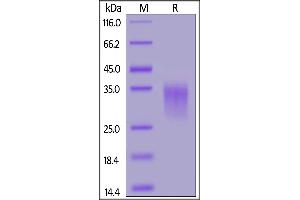 SDS-PAGE (SDS) image for Tumor Necrosis Factor Receptor Superfamily, Member 9 (TNFRSF9) (AA 24-187) protein (His tag) (ABIN7013651)